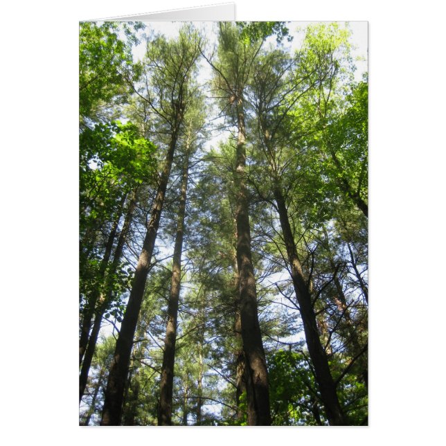 空のための木の範囲 (正面)