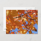 空のはがきに向けて ポストカード (正面/裏面)