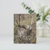 空のネストポストカード ポストカード (スタンド正面)