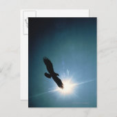 空のハゲ飛んでいるワシのシルエット ポストカード (正面/裏面)