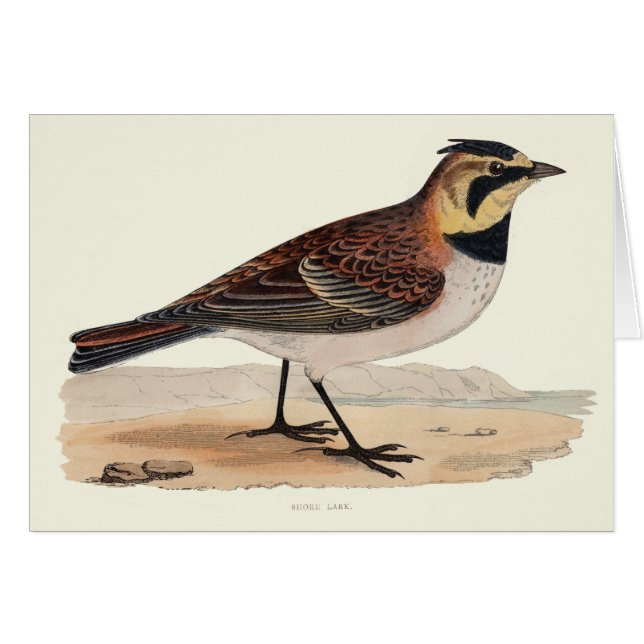 空のヒバリの空白のなカード (正面横)