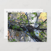 空の巣の郵便はがき ポストカード (正面/裏面)