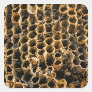 空の巣 スクエアシール