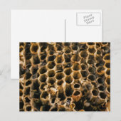 空の巣 ポストカード (正面/裏面)