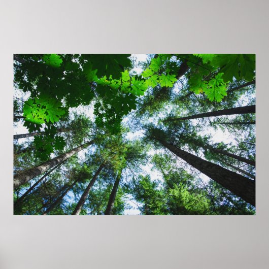 空の木の写真を手に入れる ポスター (正面)