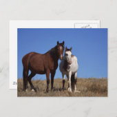 空の背景を持つ馬 ポストカード (正面/裏面)