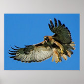 空の赤尾のタカの自由 ポスター (正面)