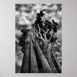 空をクラウィング – ファインアート写真 ポスター