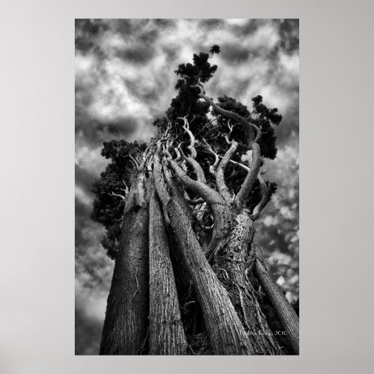 空をクラウィング – ファインアート写真 ポスター (正面)