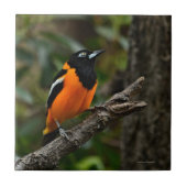 空を見る タイル (正面)