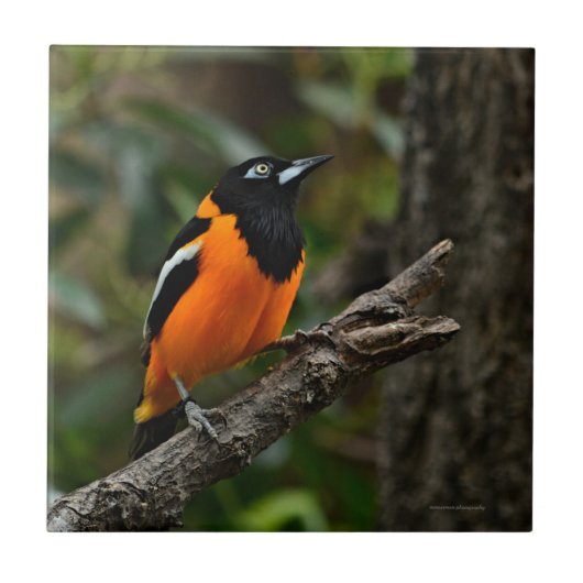 空を見る タイル (正面)