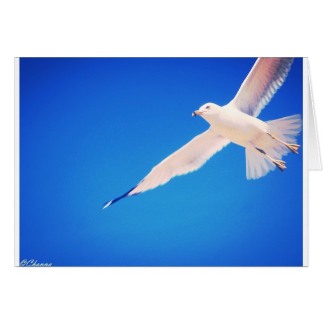 空を通って上昇しているカモメ (正面横)