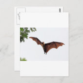 空を飛ぶオオコウモリ ポストカード (正面/裏面)