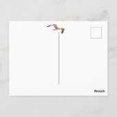 空を飛ぶ青いカモメは鳥が舞い上がらない ポストカード (裏面)