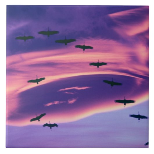 空中のサンドヒルツルの写真コラージュ タイル (正面)