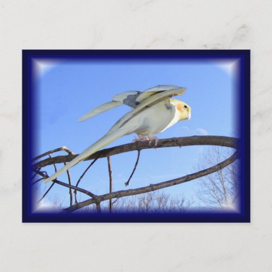 空力はがき ポストカード (正面)