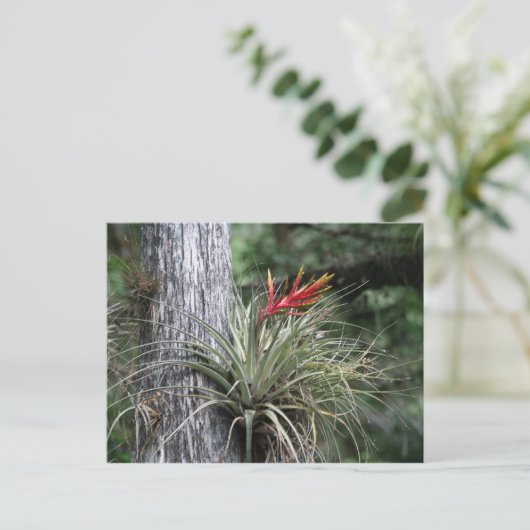 空気植物 ポストカード (スタンド正面)