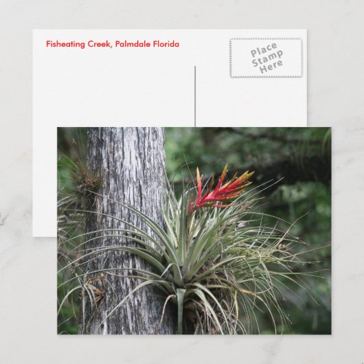 空気植物 ポストカード (正面/裏面)