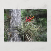 空気植物 ポストカード (正面)