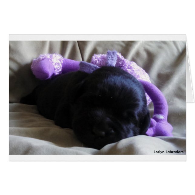 空白のなカードの黒いラブラドル・レトリーバー犬の子犬 (正面横)