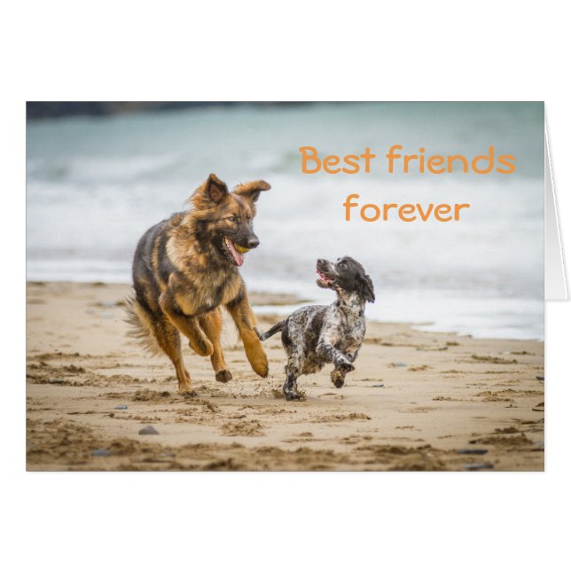 空白のなカードジャーマン・シェパードの犬およびCockerspaniel (正面横)