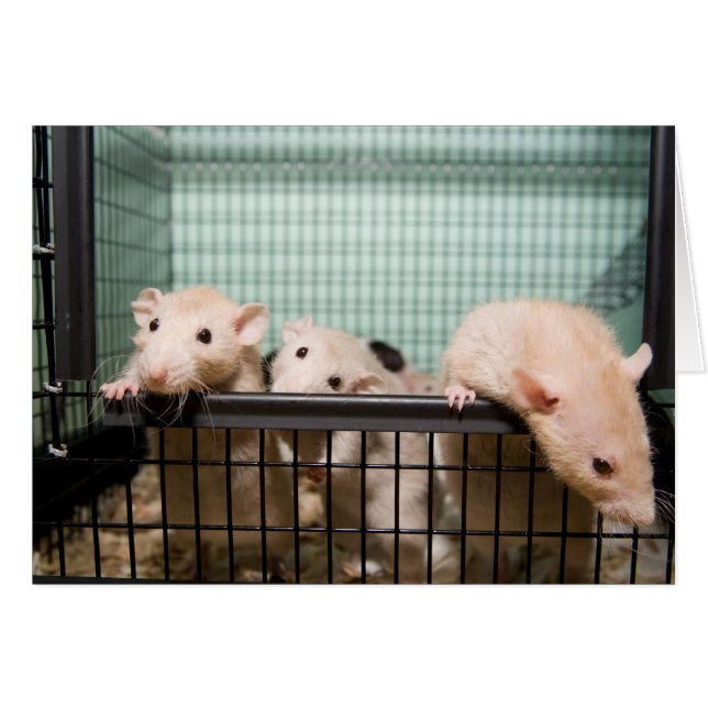 空白のなカード (正面横)