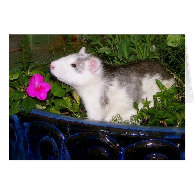 空白のなカード (正面横)