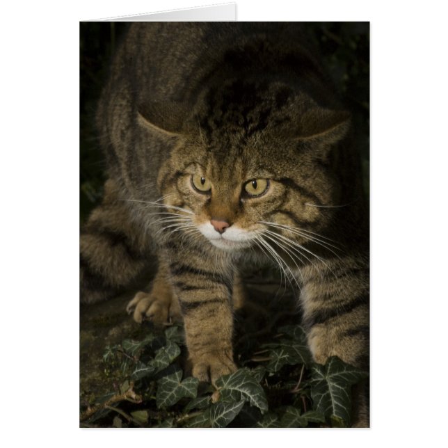 空白のなカード-スコットランドの山猫2 (正面)