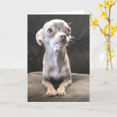 空白のなチワワの挨拶状 カード (黄色い花)