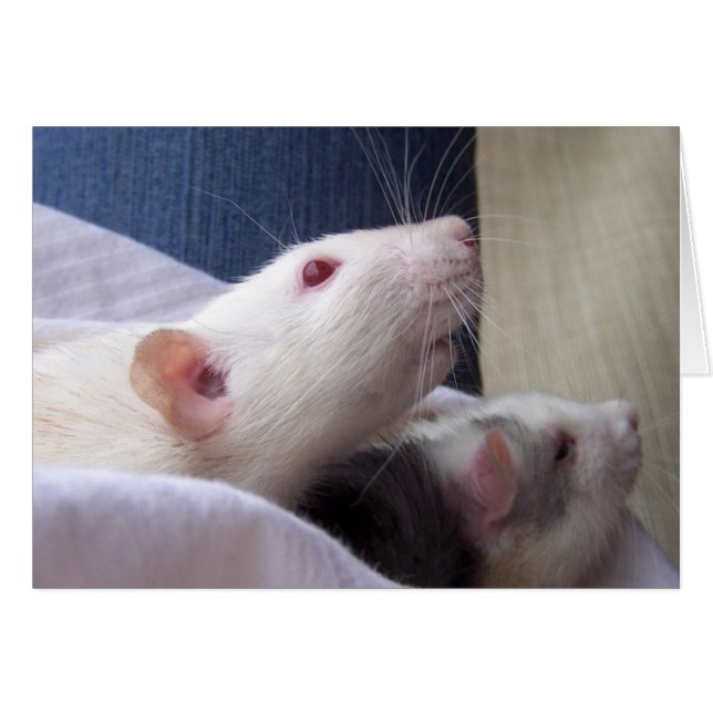 空白のなラットカード (正面横)