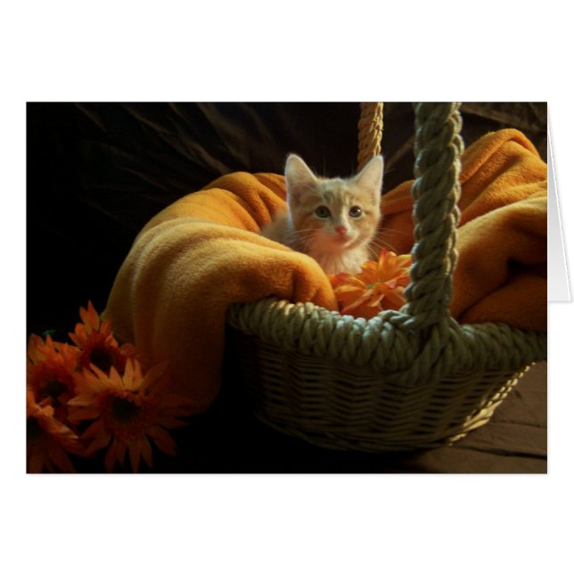 空白のな子ネコカード (正面横)