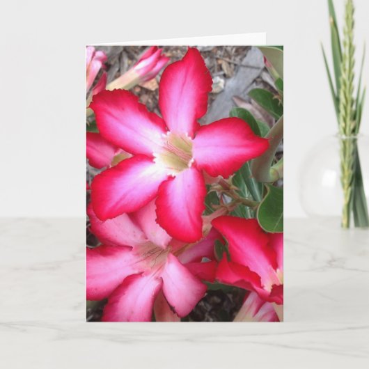 空白のな挨拶状 カード (正面)