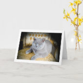 空白のな挨拶状: 気難しい灰色猫! カード (黄色い花)