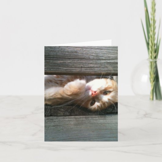 空白のな猫のメッセージカード カード (正面)