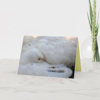 空白のカード カード