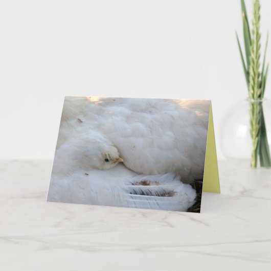 空白のカード カード (正面)