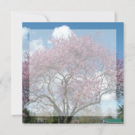 空白の招待状, 桜の木の下で 招待状