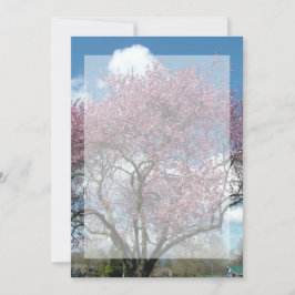 空白の招待状, 桜の木 招待状