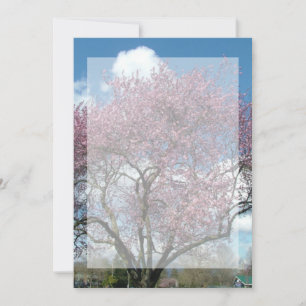 空白の招待状, 桜の木 招待状