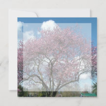 空白の招待状, 桜の木