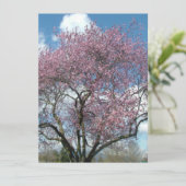 空白の招待状, 桜の木 招待状 (スタンド正面)