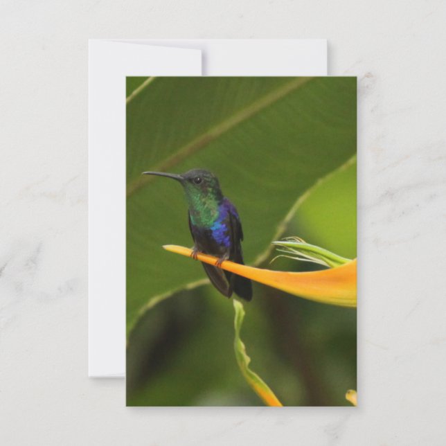 空白の札 (正面)