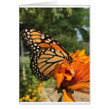 空白の（昆虫）オオカバマダラ、モナーク