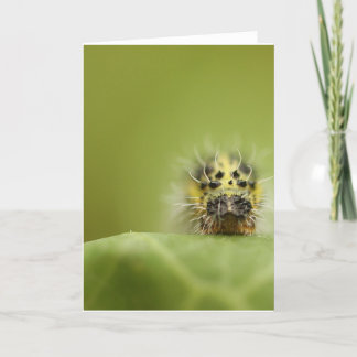 空腹なcatapillar カード