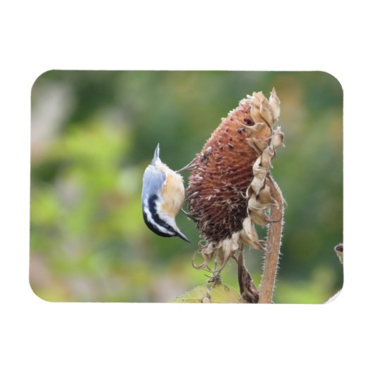 空腹のヌサッチ磁石 マグネット (横)