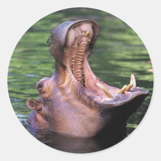 空腹のヒッポ ラウンドシール (正面)