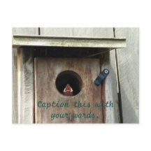 空腹のベビーバードスパロウ写真はがき