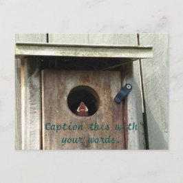 空腹のベビーバードスパロウ写真はがき ポストカード