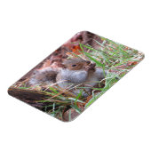 空腹の灰色リス磁石 マグネット (左側)