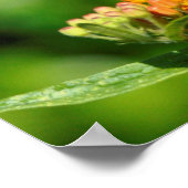 空腹ハミングバード ポスター (角)